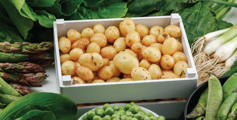 Fresh, firm, and export-grade potatoes sourced from fertile Bangladeshi farms, cleaned and sorted for global markets.